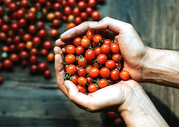 две шепи чери домати