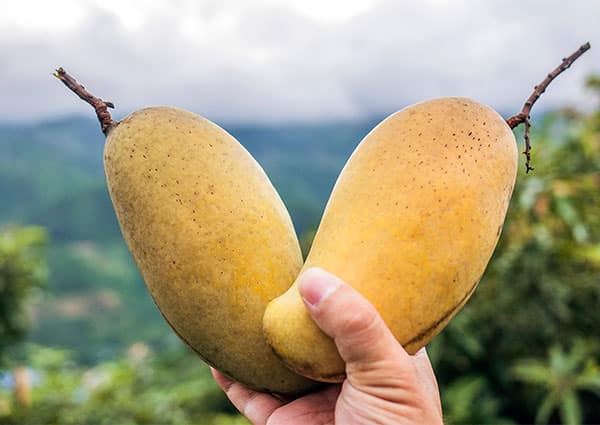 ръка държи два плода манго