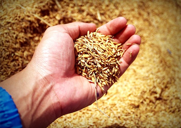 ръка държи в шепата си оризови зърна