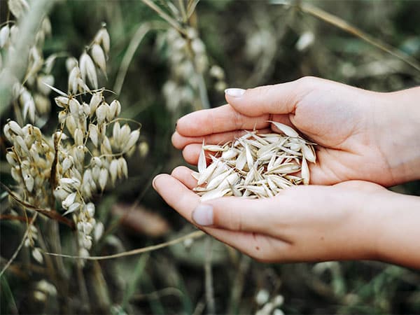 дамски ръце държат овесени ядки