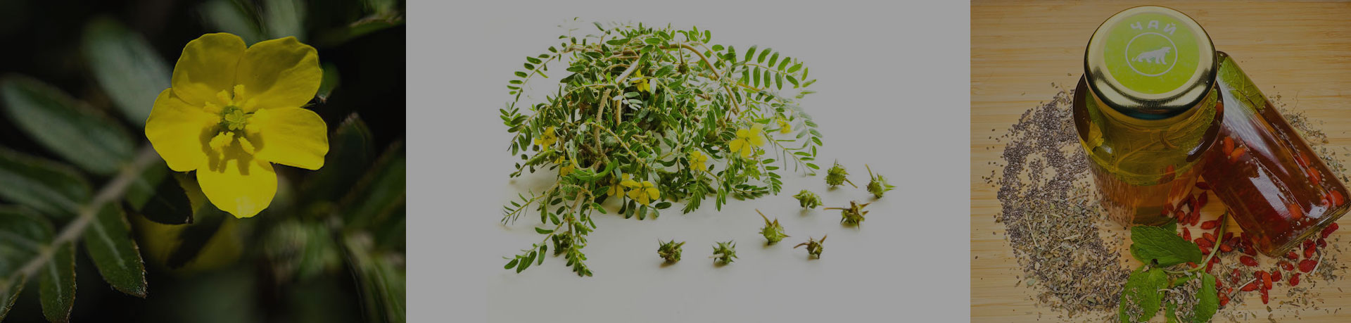 Tрибулус (Бабини зъби) – натуралната билка за спортисти и любители на здравословния начин на живот