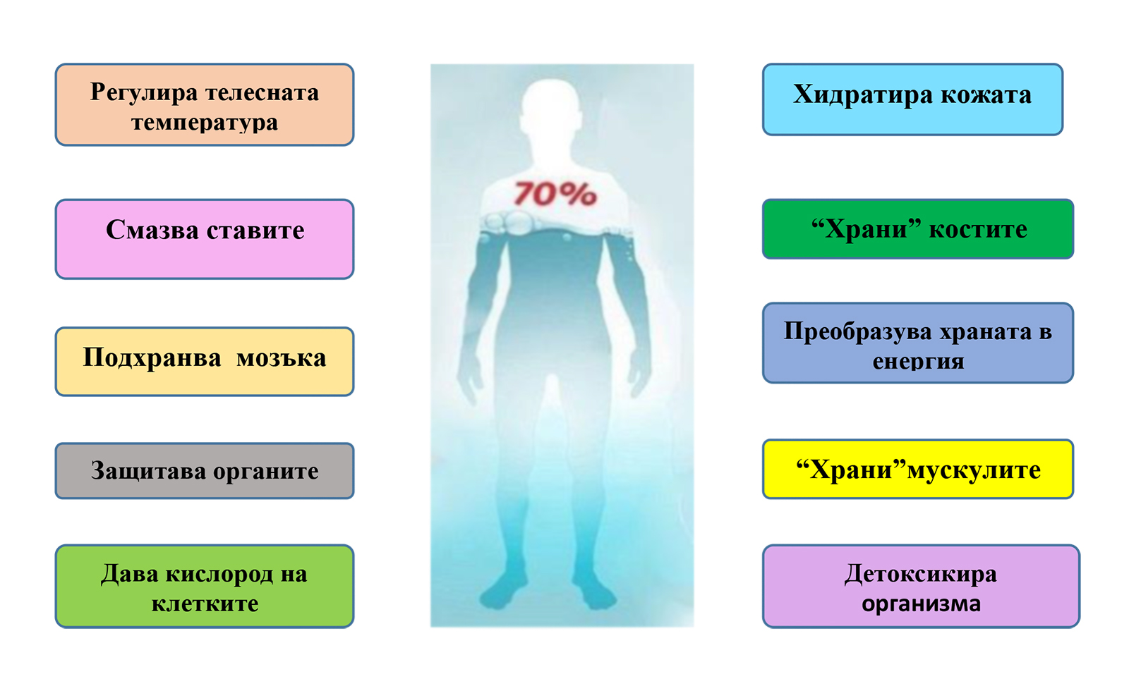 Колко вода трябва да пием на ден - инфографика с бенефитите