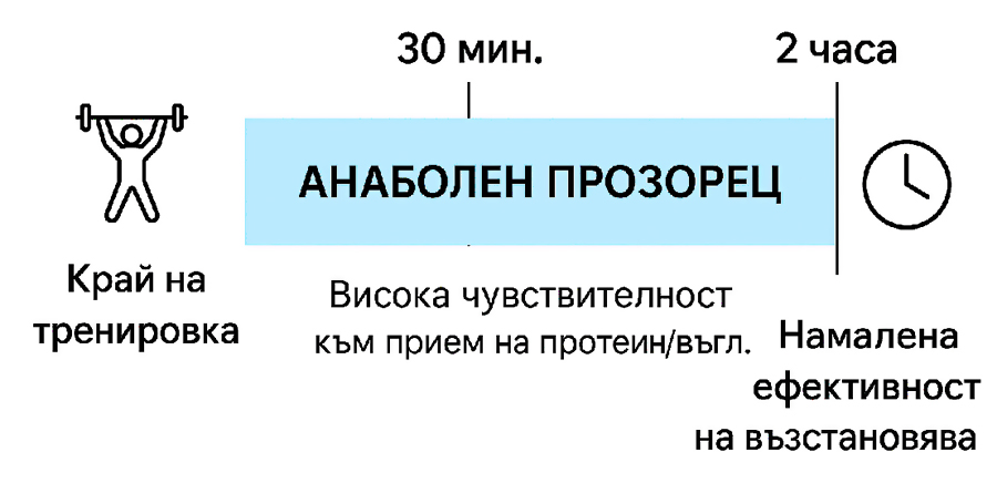 инфографика на периода за максимално възстановяване след тренировка