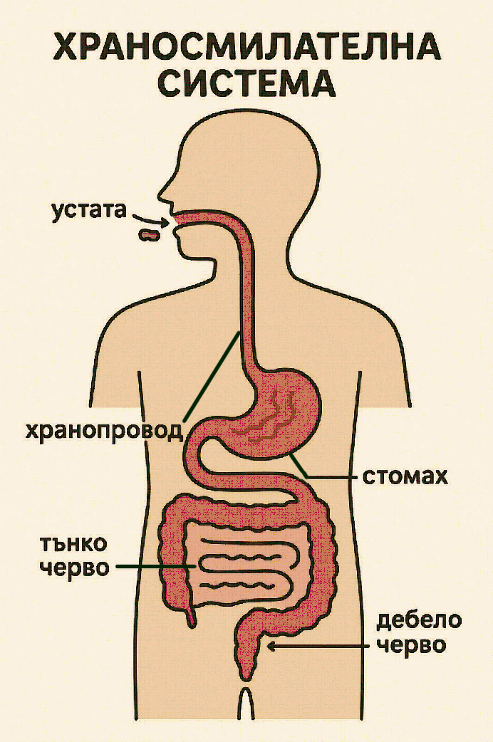 храносмилателна система изображение