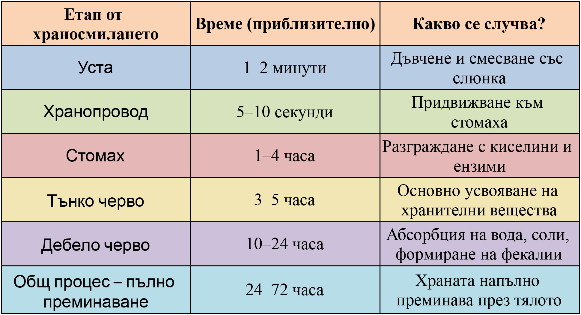 храносмилане - таблица с процесите и времето за обработка на храната