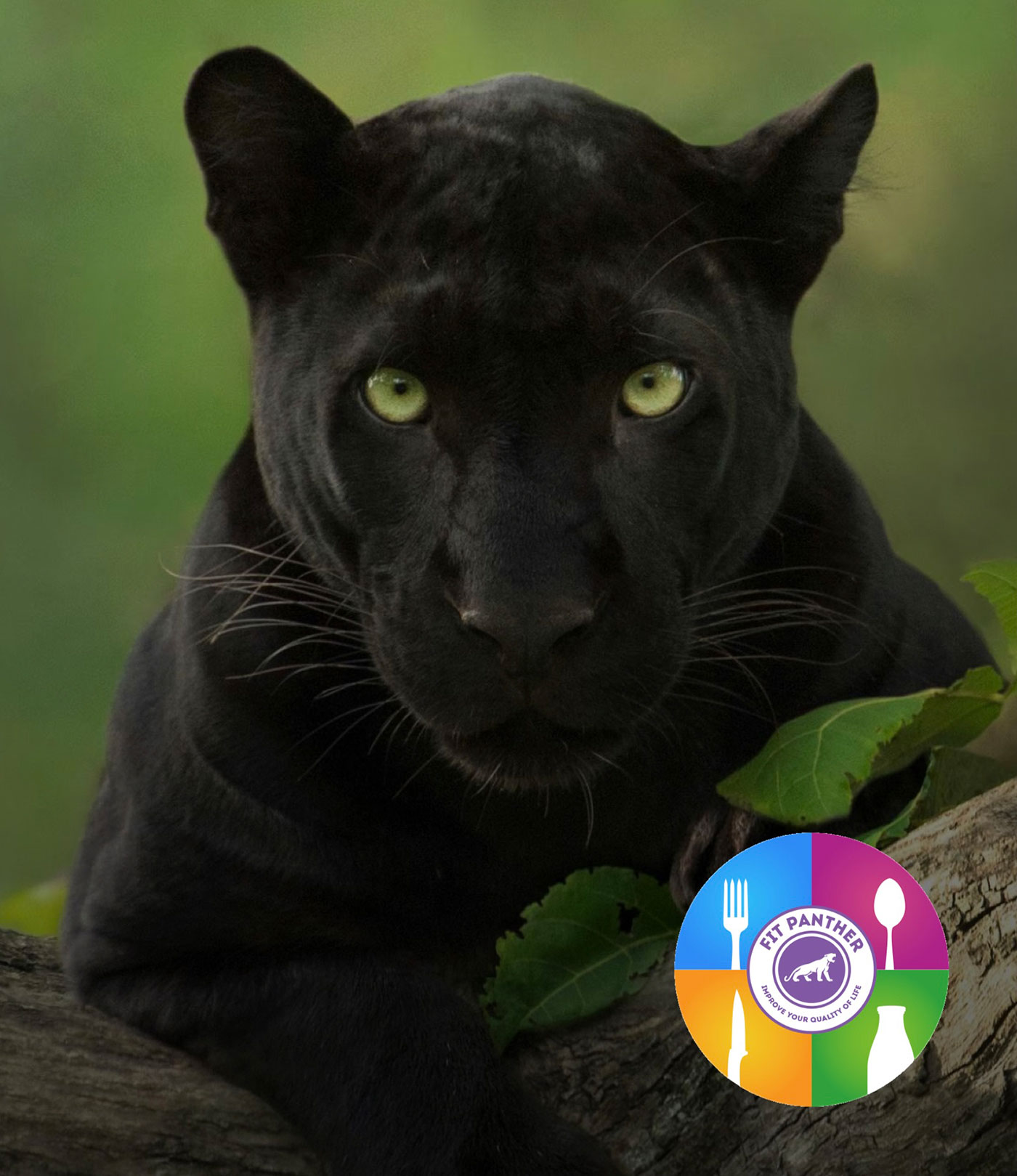 черна пантера - близък кадър с логото на fit panther